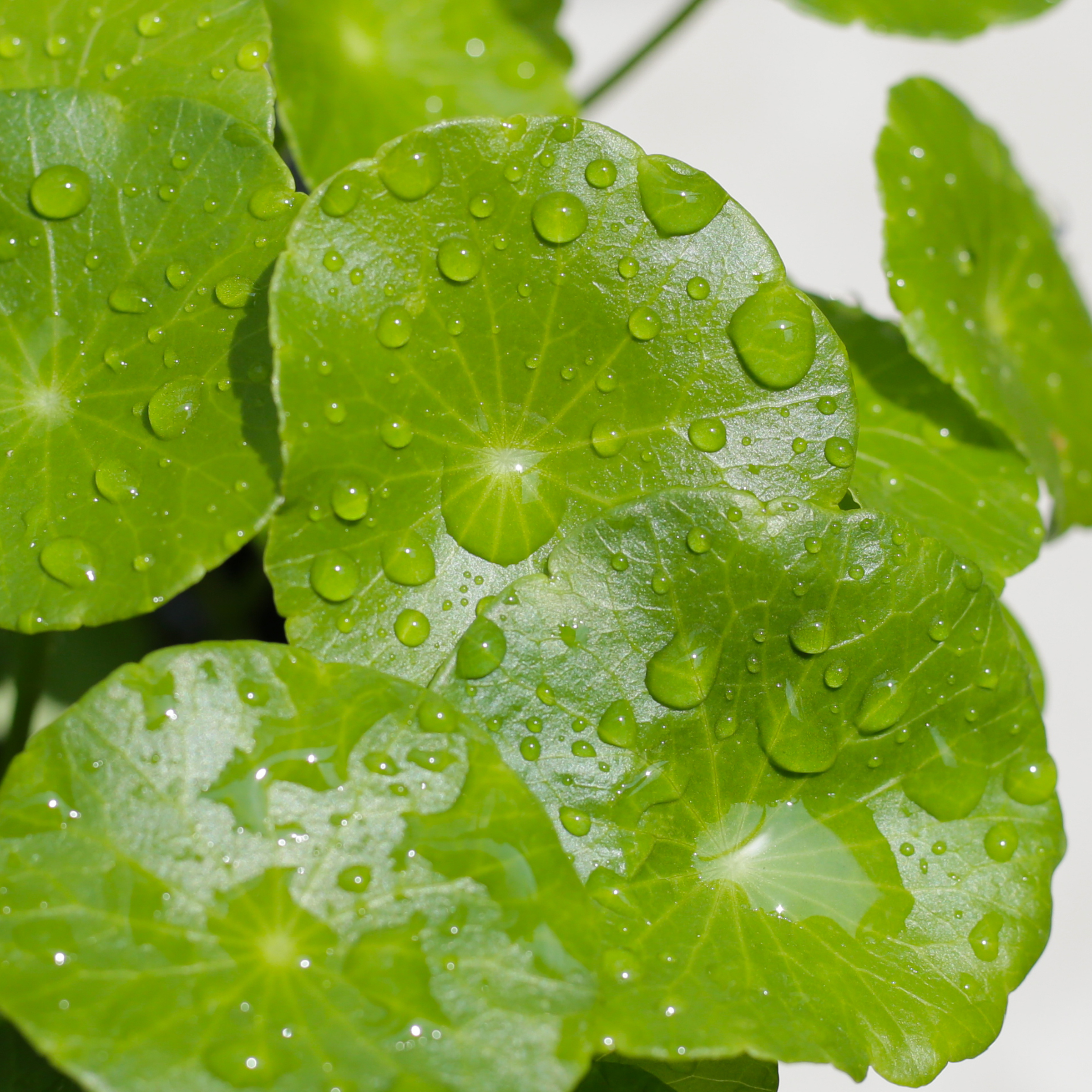 Cica Centella - Skincare - Lady Bonita - NZ