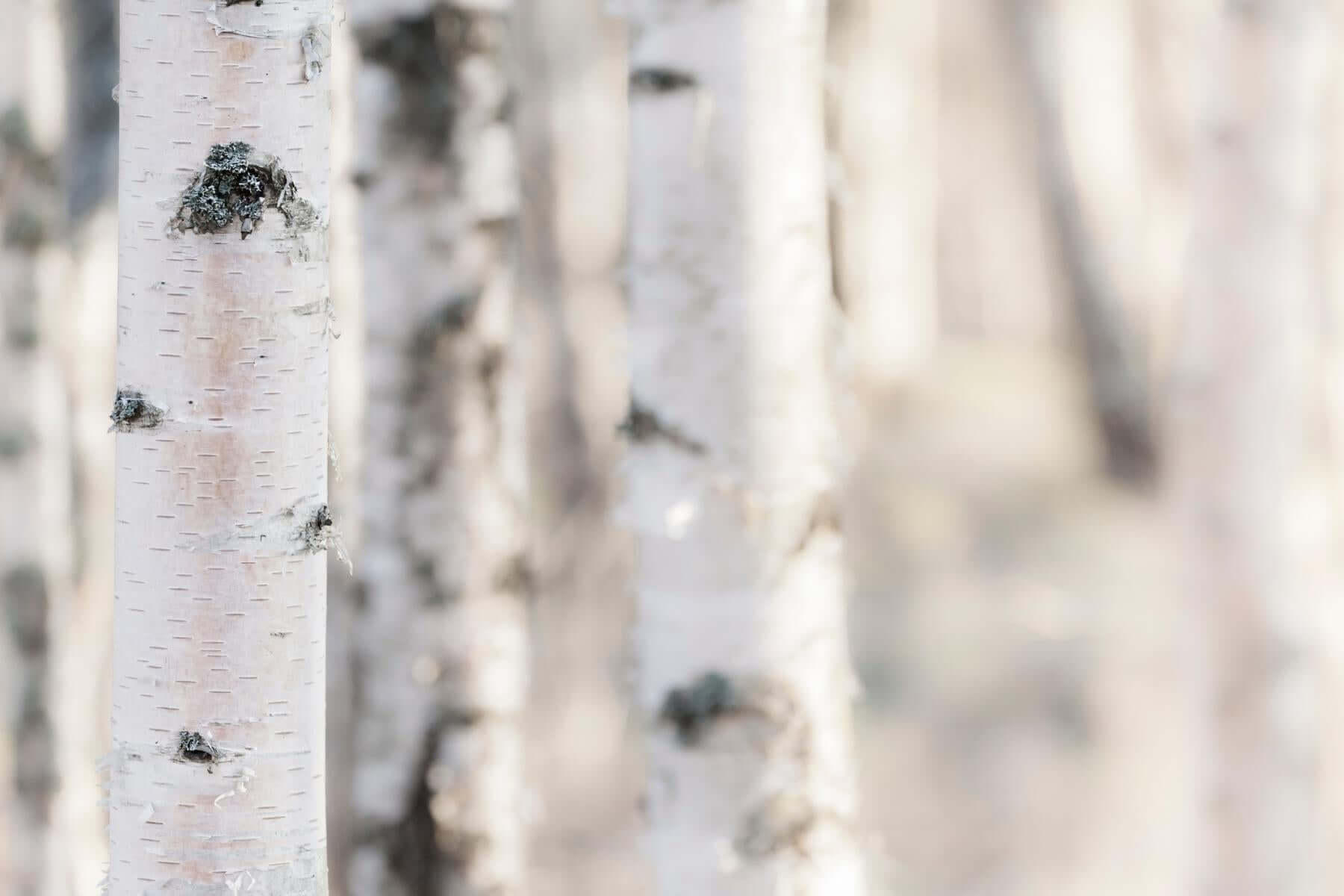 birch