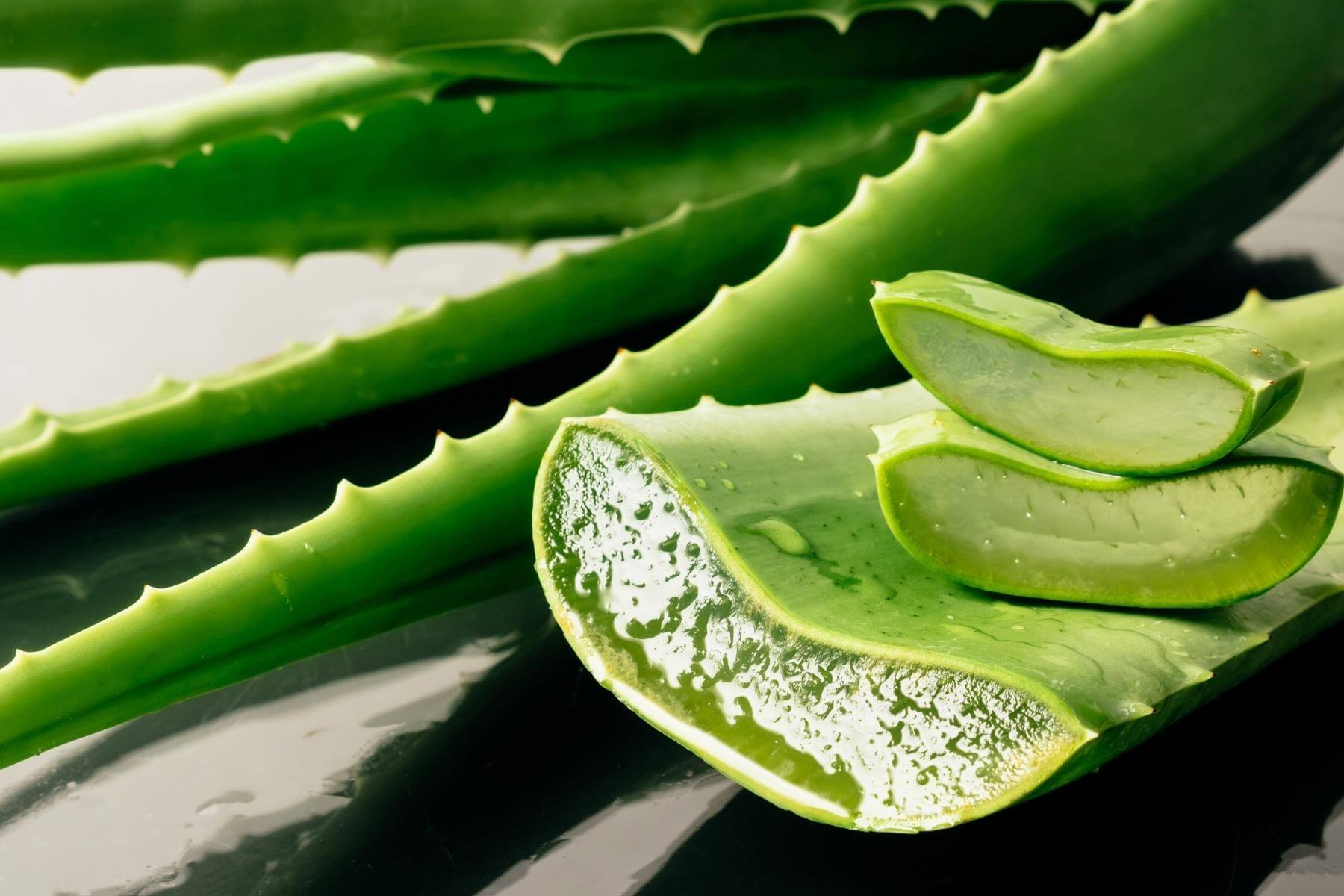 aloe vera