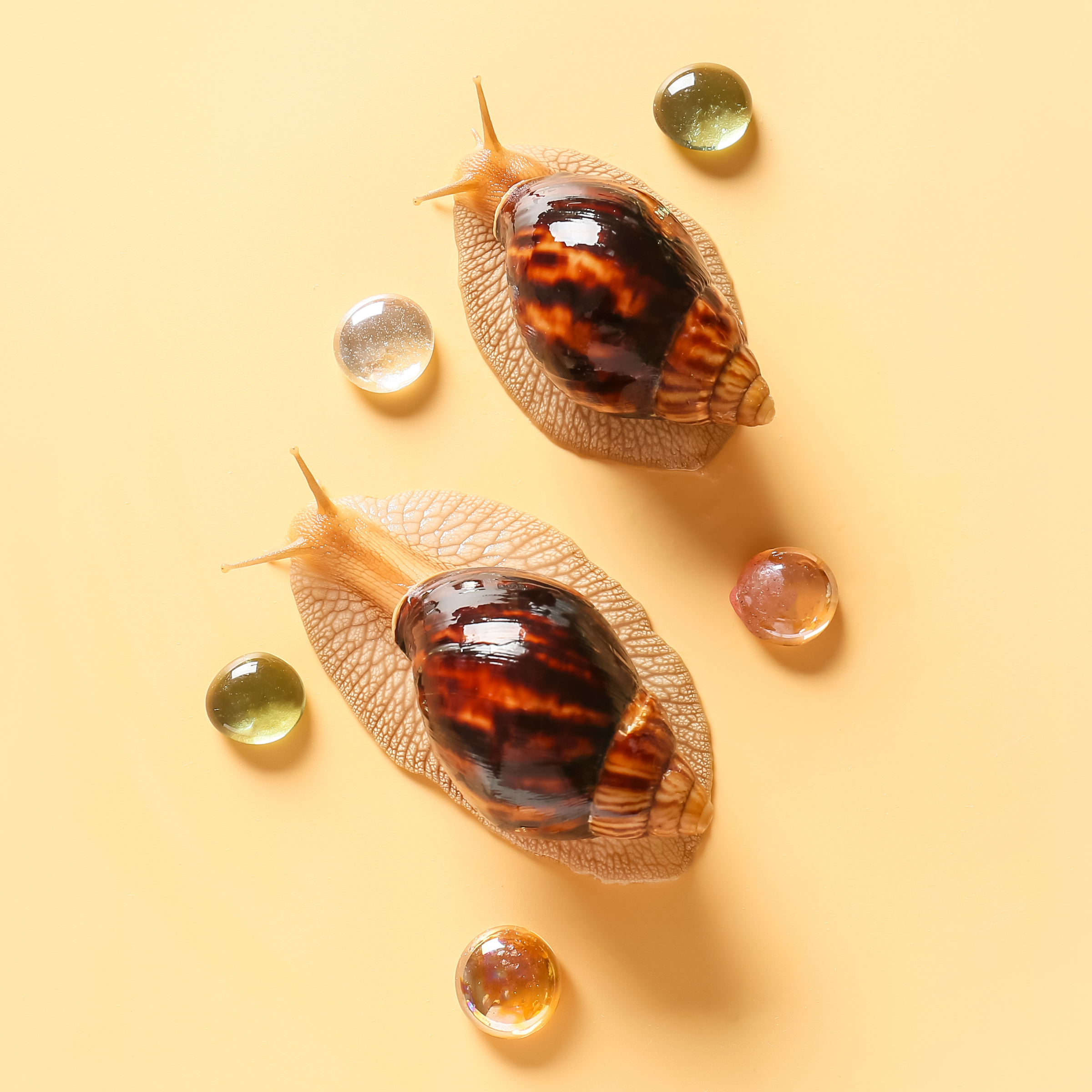 Snail Mucin K-Beauty Ingredients Lady Bonita