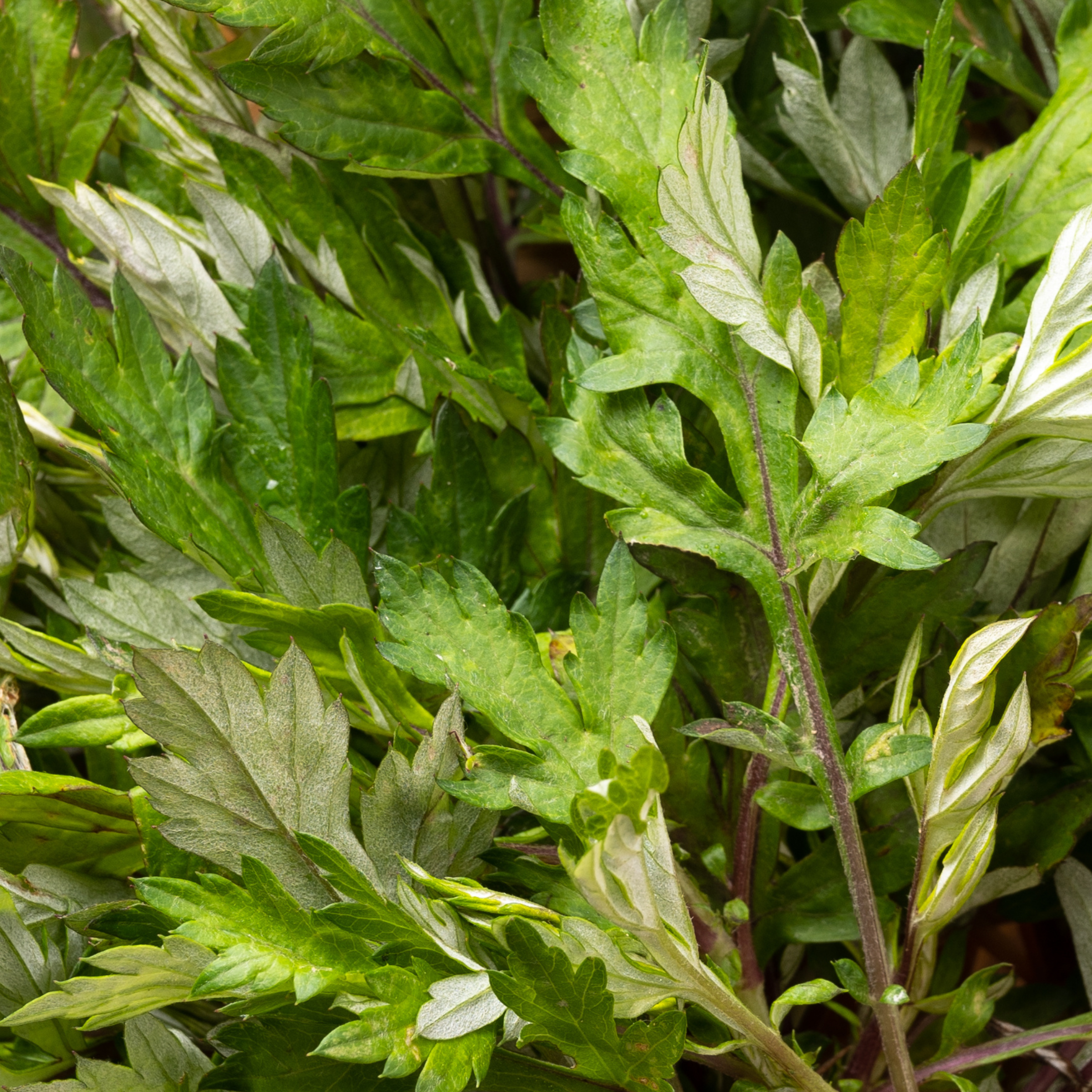 Mugwort - Lady Bonita NZ Skincare and Cosmetics